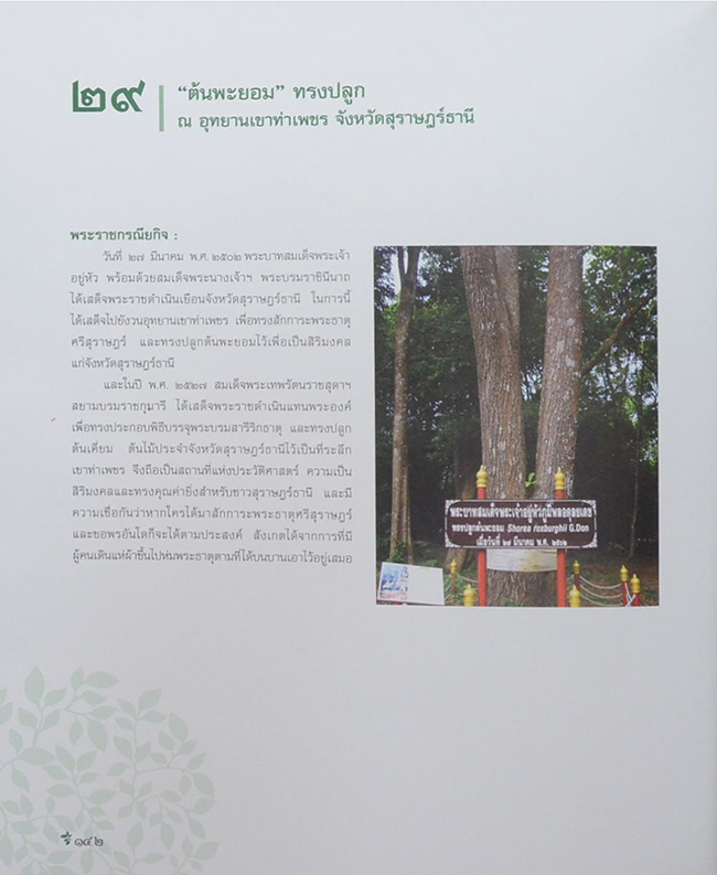 ต้นไม้ทรงปลูก (ไม่มี CD / พร้อมกล่อง / ขายตามสภาพ)