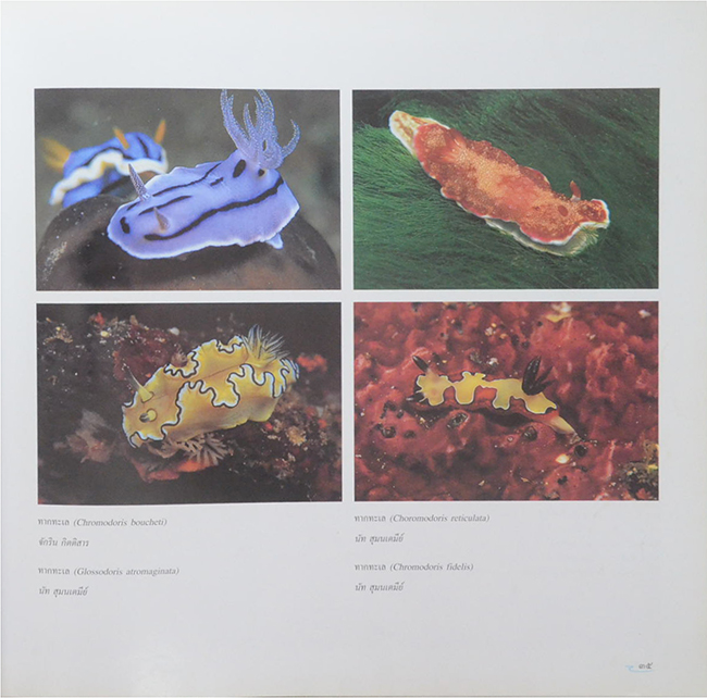 อันดามันและอ่าวไทย (ขายตามสภาพ)