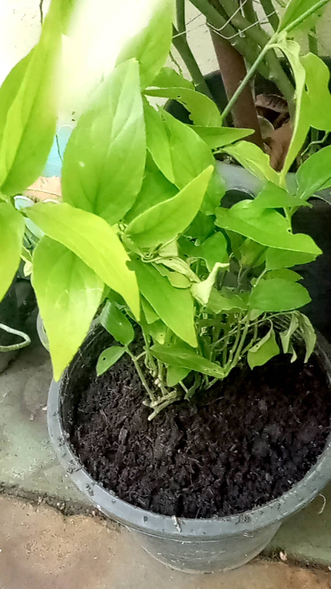 เสลดพังพอนตัวเมีย Snake Plant