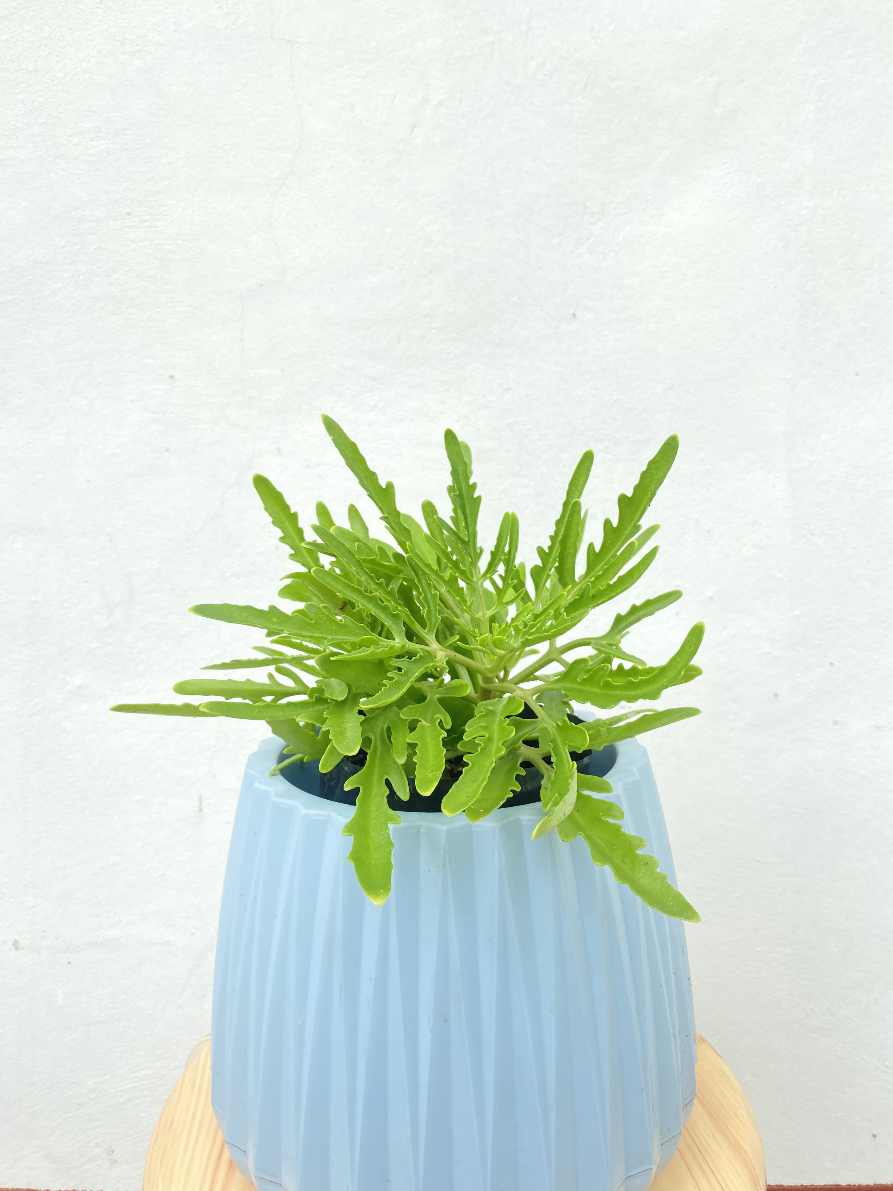 ฆ้องสามย่าน ทองสามย่าน kalanchoe laciniata ไม้อวบน้ำ