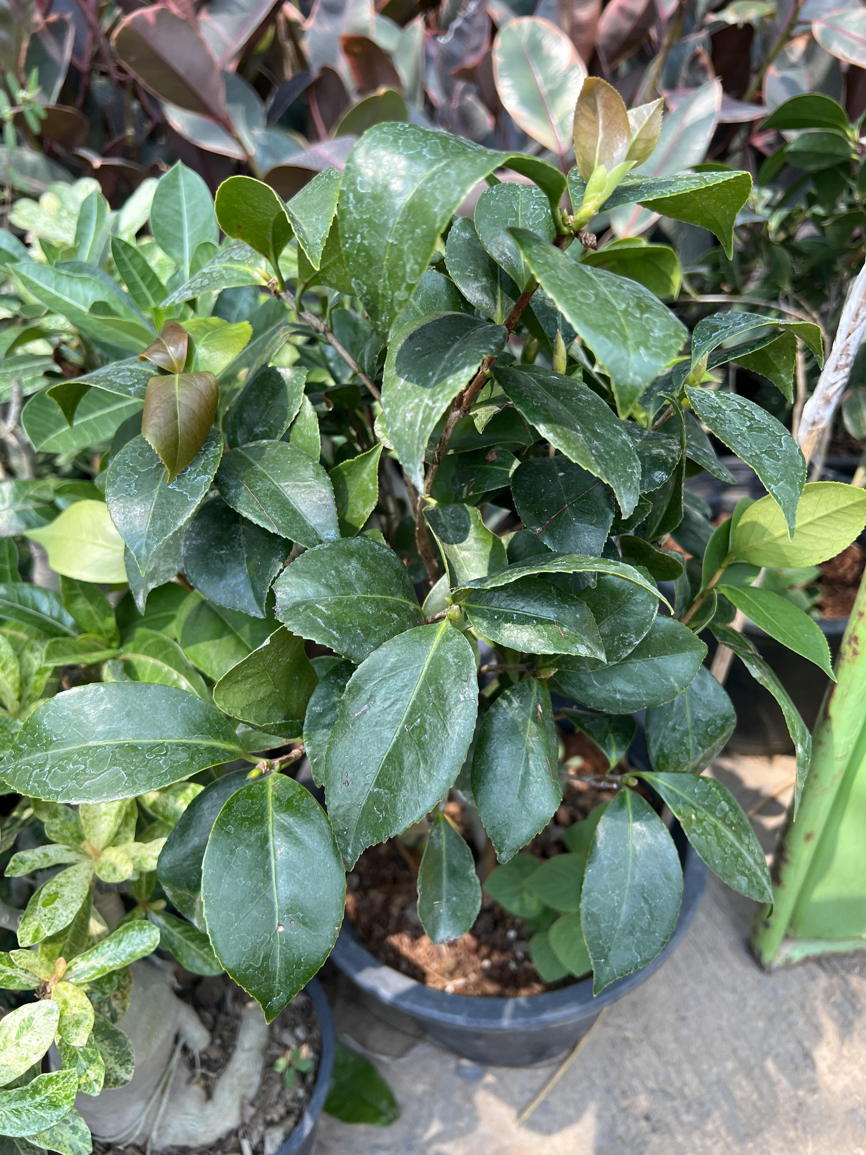 คามิเลีย Camellia
