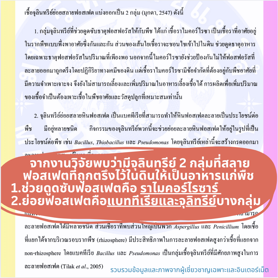 Protoleaf ปุ๋ยไมคอร์ไรซาร์ Mycorrhiza 200g. ผสม compost + เชื้อรา 18 ชนิด ช่วยปรับปรุงคุณภาพดิน ดูดซับอาหาร สำหรับกุหลาบ