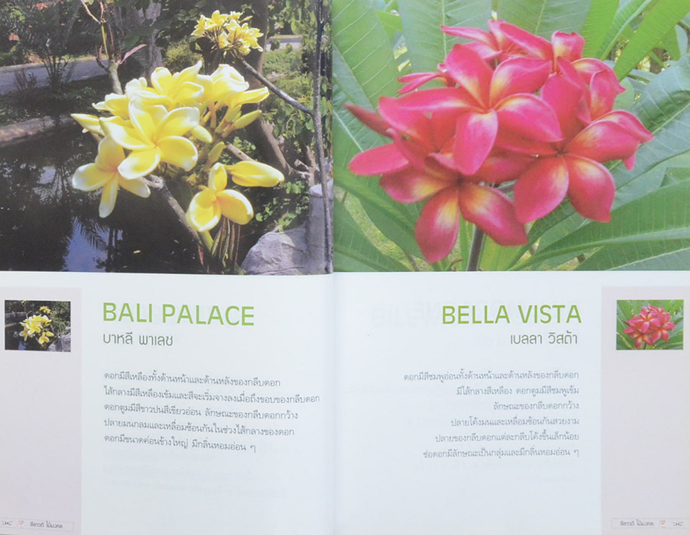 ลีลาวดี ไม้มงคล: ตำนานไม้ดอกที่เคยถูกลืม (ขายตามสภาพ)