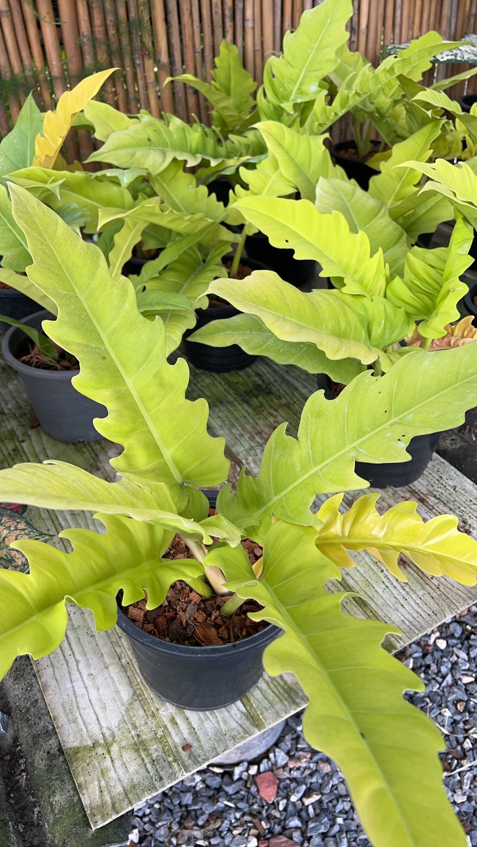 ฟิโลเดนดรอน ใบเลื่อยทอง Philodendron golden saw