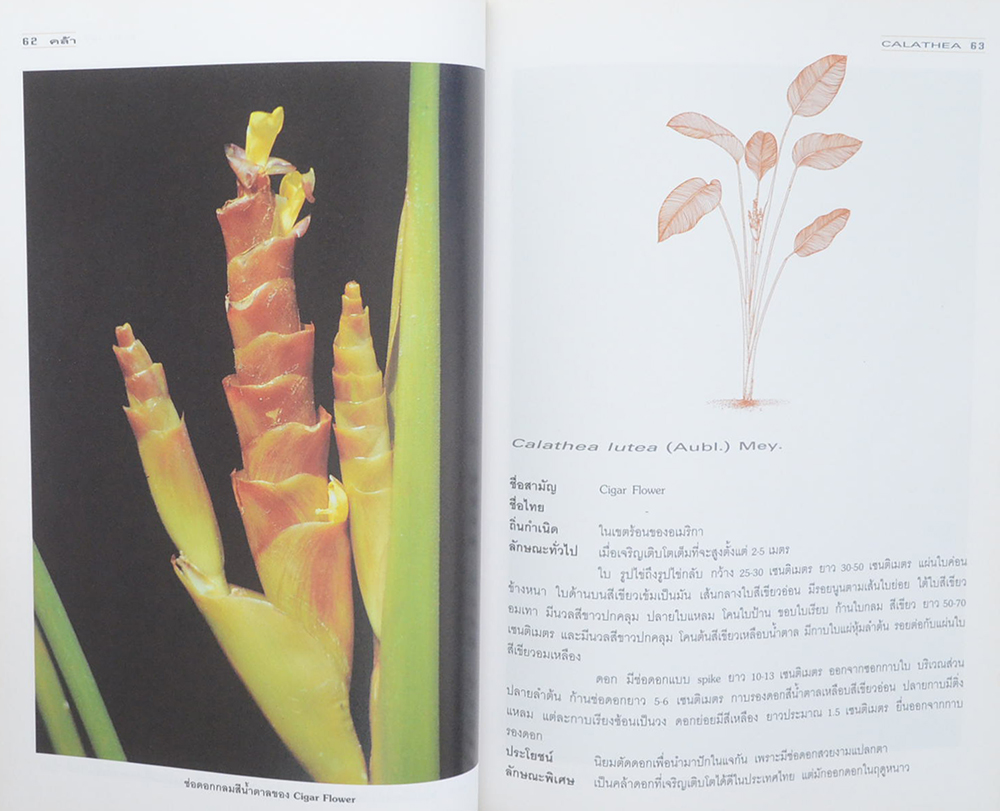 คล้า: ไม้ใบไม้ประดับ