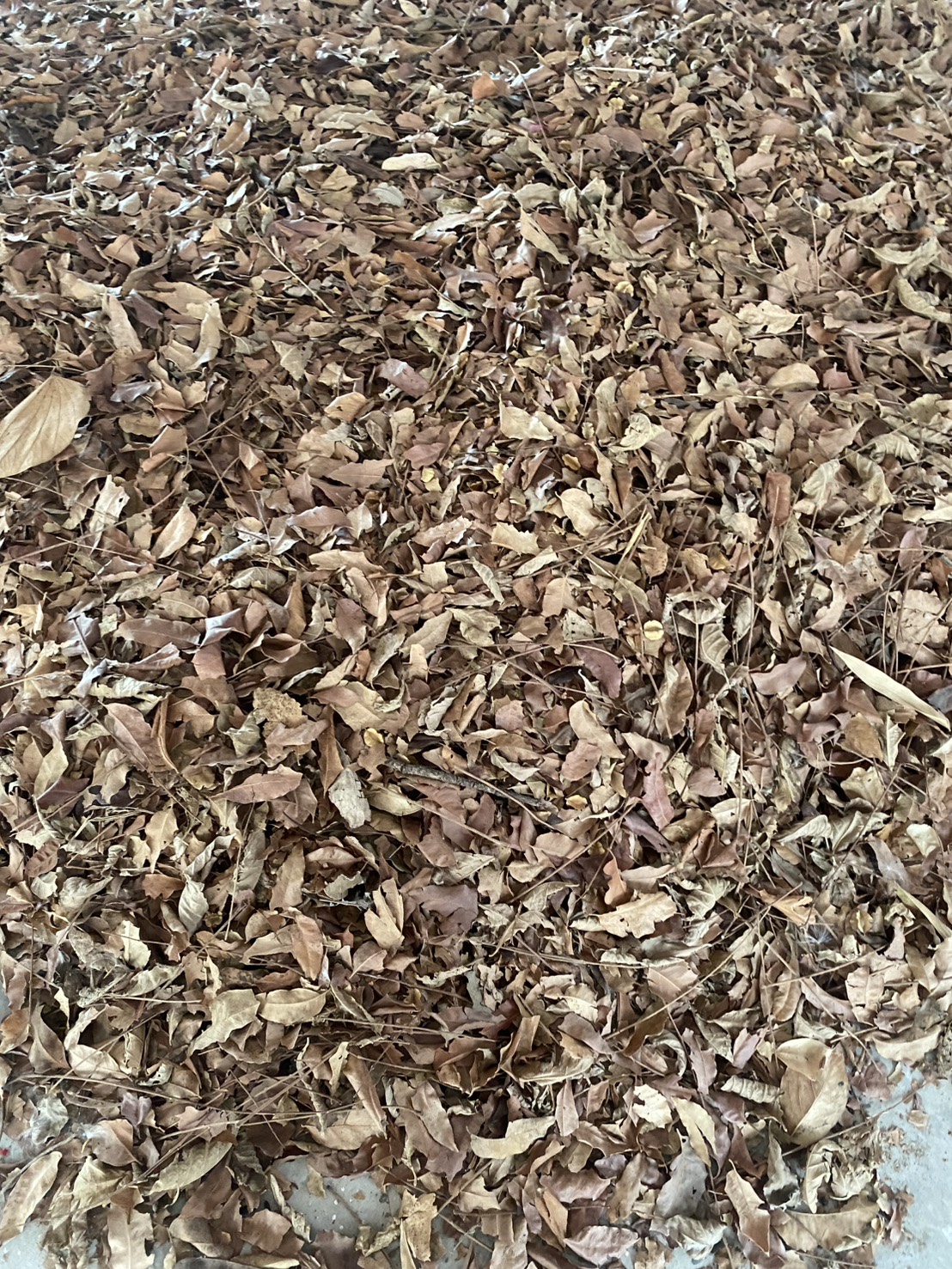 ใบสะเดาแห้ง Siamese neem tree