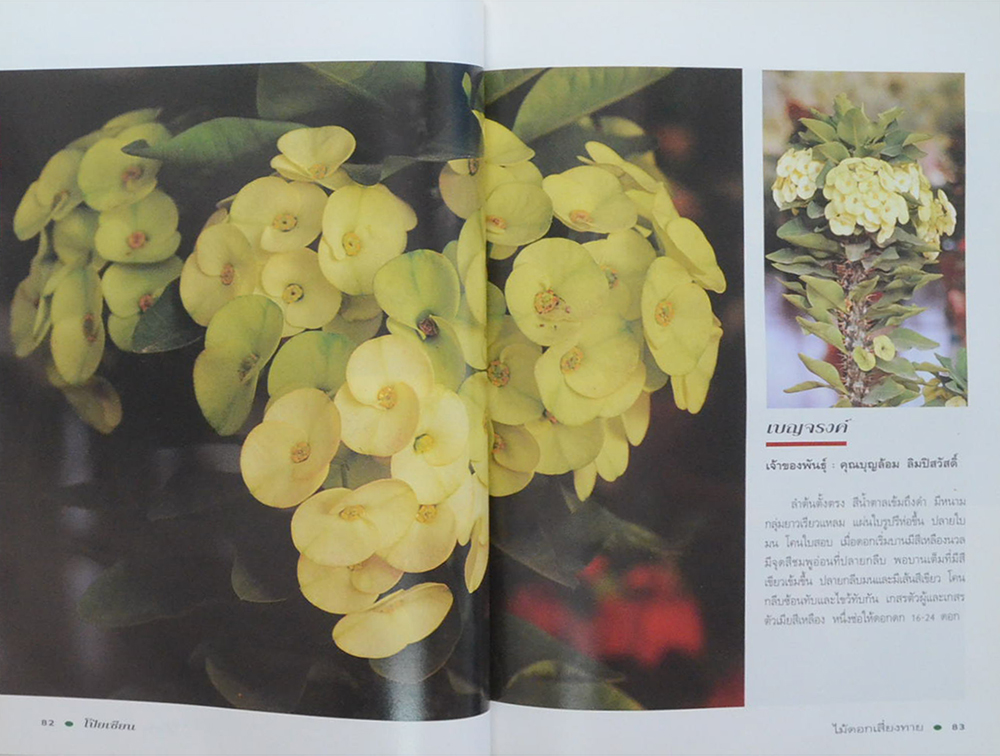 โป๊ยเซียน ไม้ดอกเสี่ยงทาย (เล่ม 2) (ขายตามสภาพ)