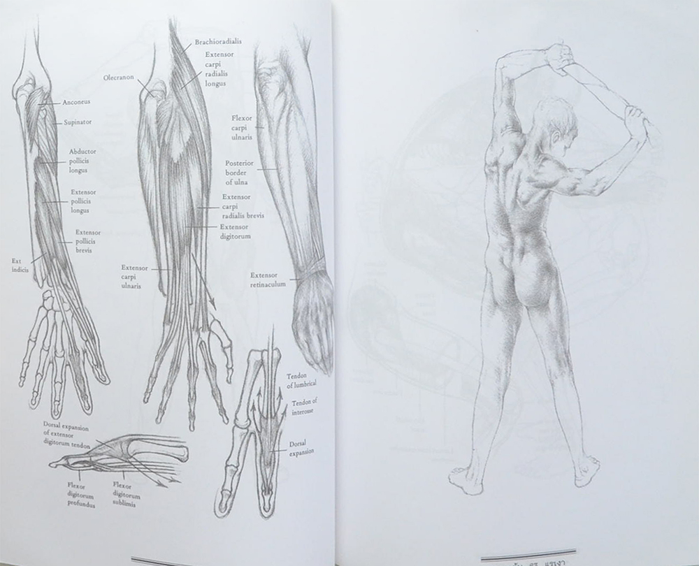 วาดเส้นแรเงา