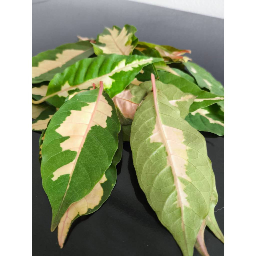 ใบเงิน Caricature plant