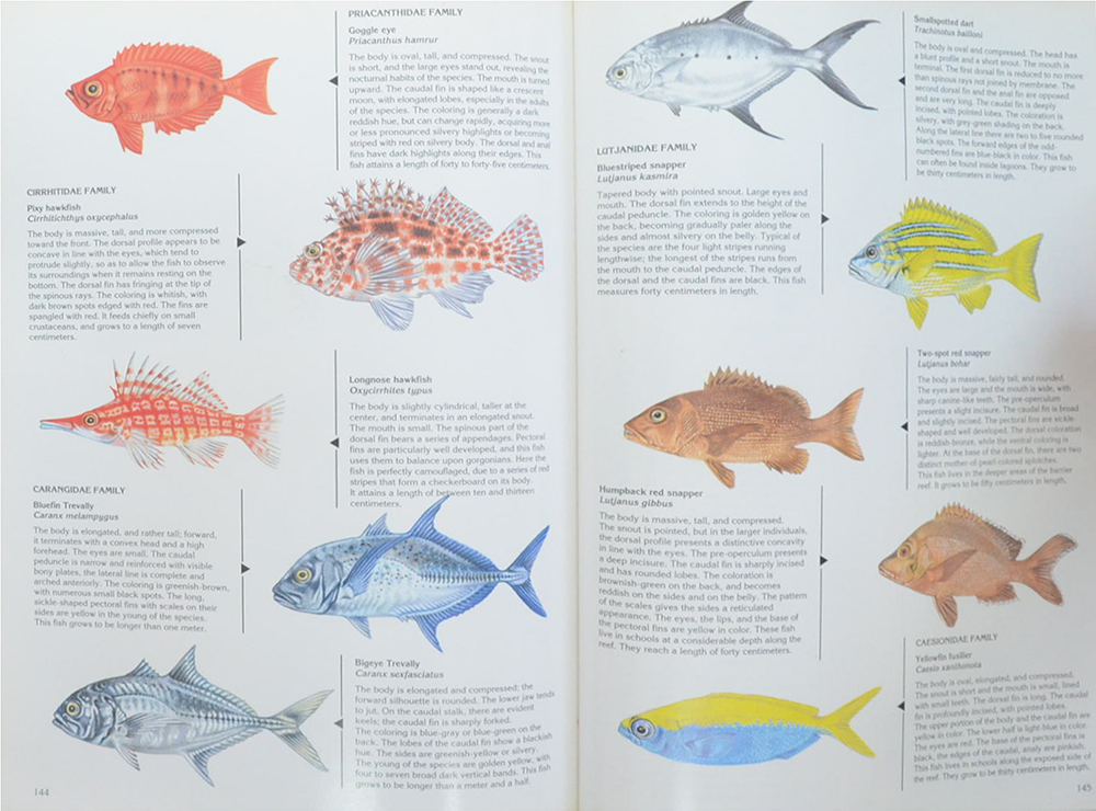 MALDIVES DIVING GUIDE