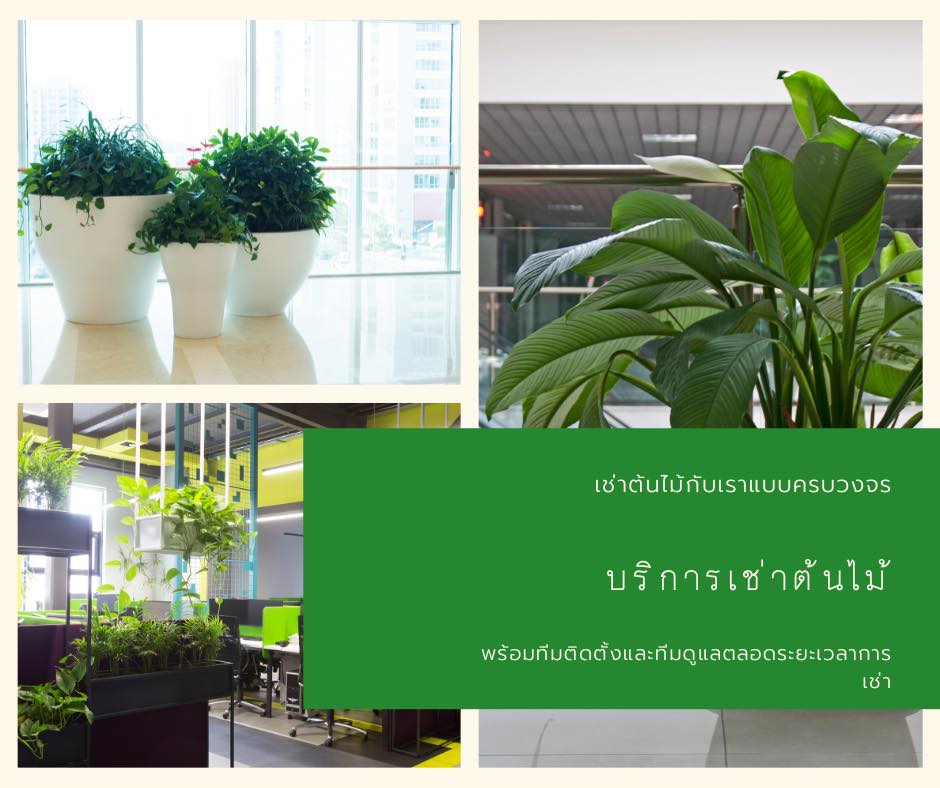 บริการเช่าต้นไม้