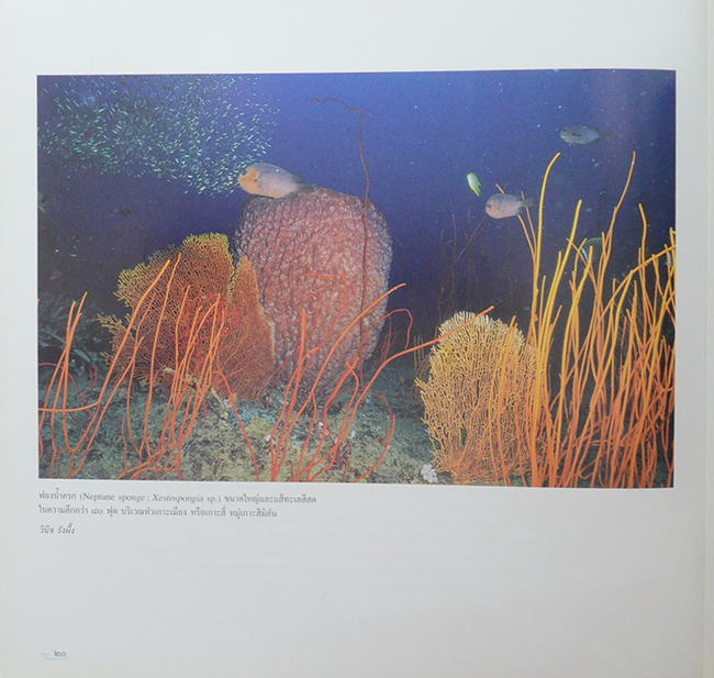 อันดามันและอ่าวไทย (ขายตามสภาพ)