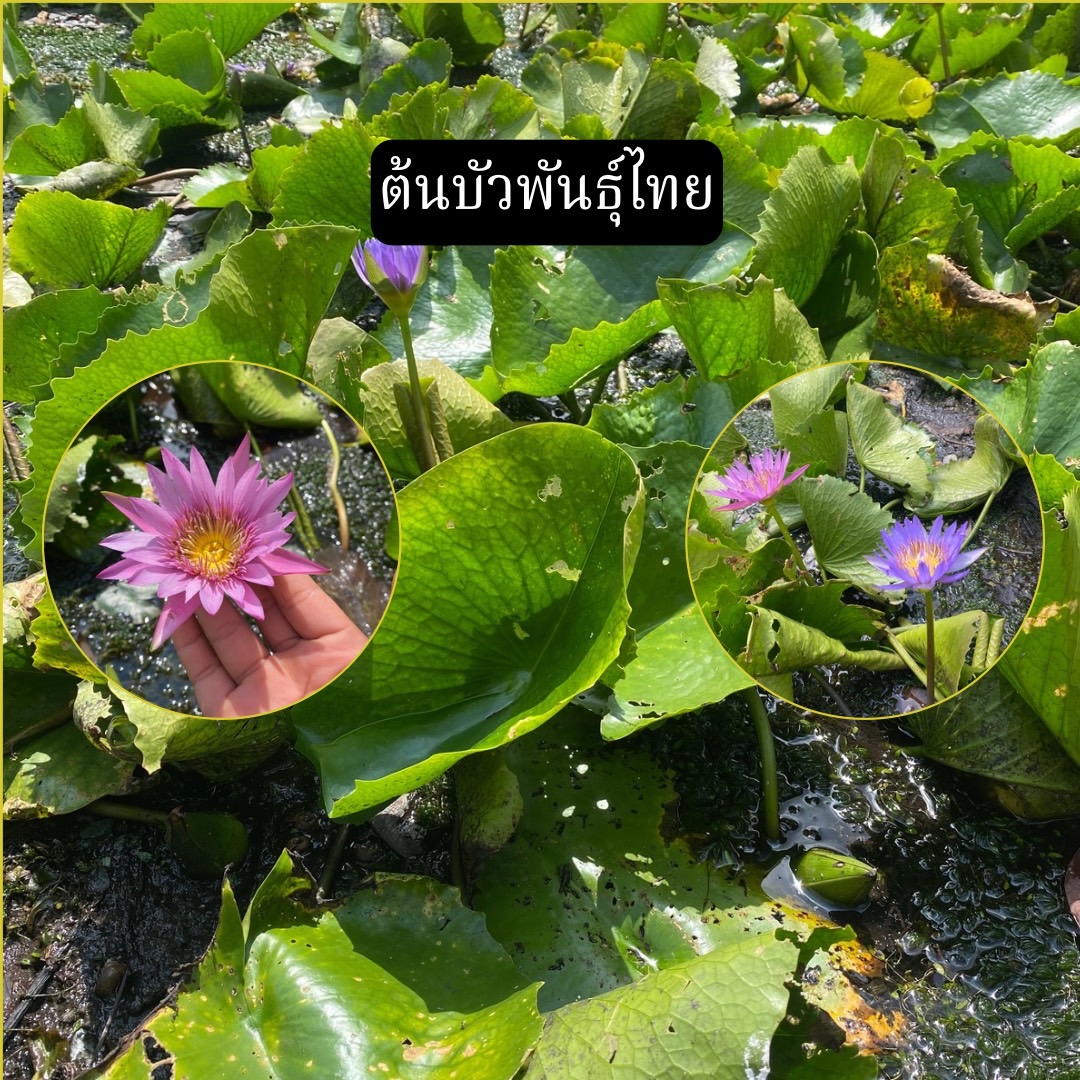 ต้นบัวฉลองขวัญ Chalong Khwan