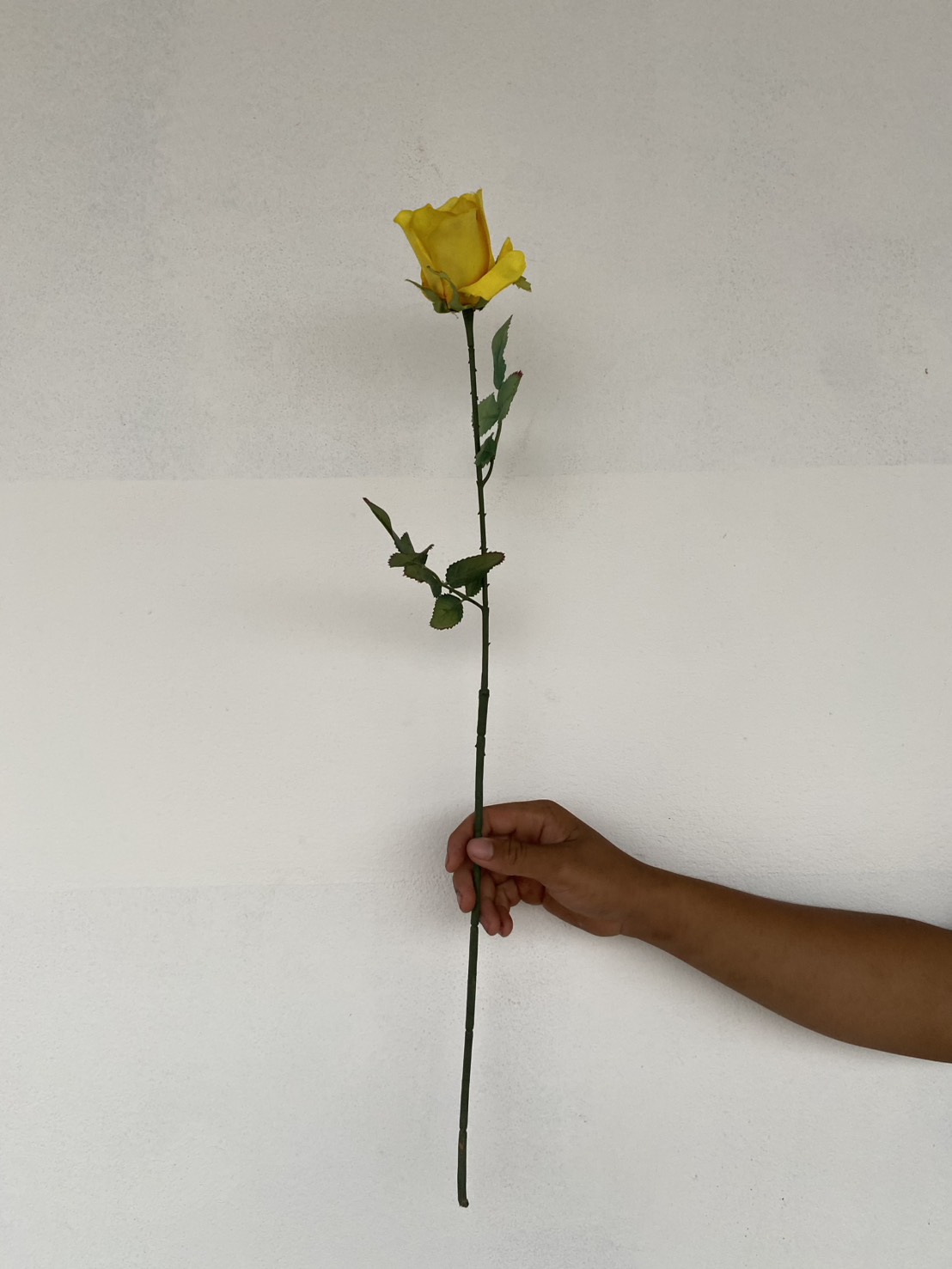 ดอกกุหลาบสีเหลือง Yellow rose