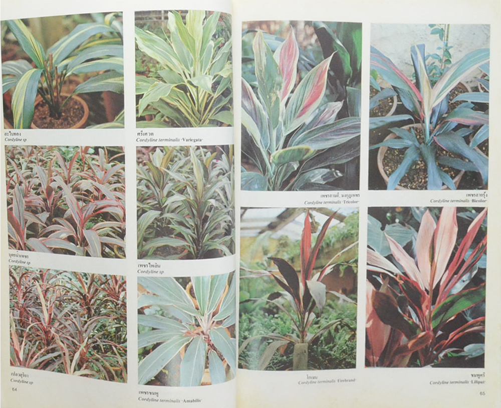 สารานุกรมไม้ประดับในประเทศไทย