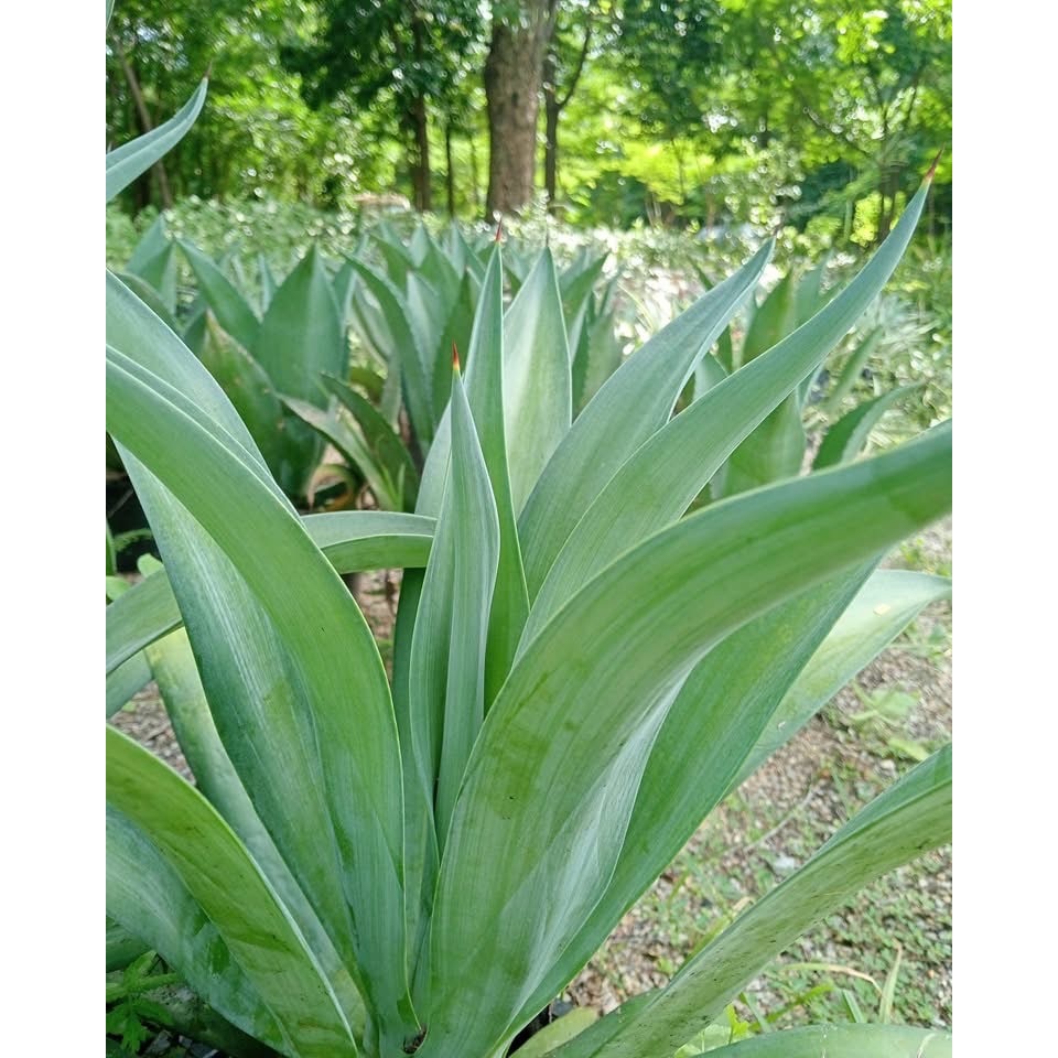 อากาเว่ อากาเว ป่านศรนารายณ์ อากาเว่ดาวกระจาย Agave อะกาเว่ อะกาเว อาเกรฟ