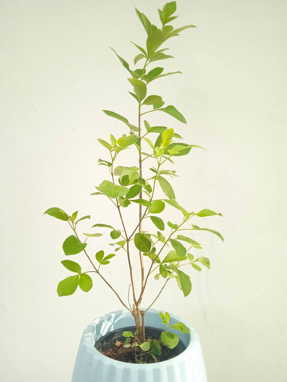 คนทีสอ Vitex trifolia สมุนไพร