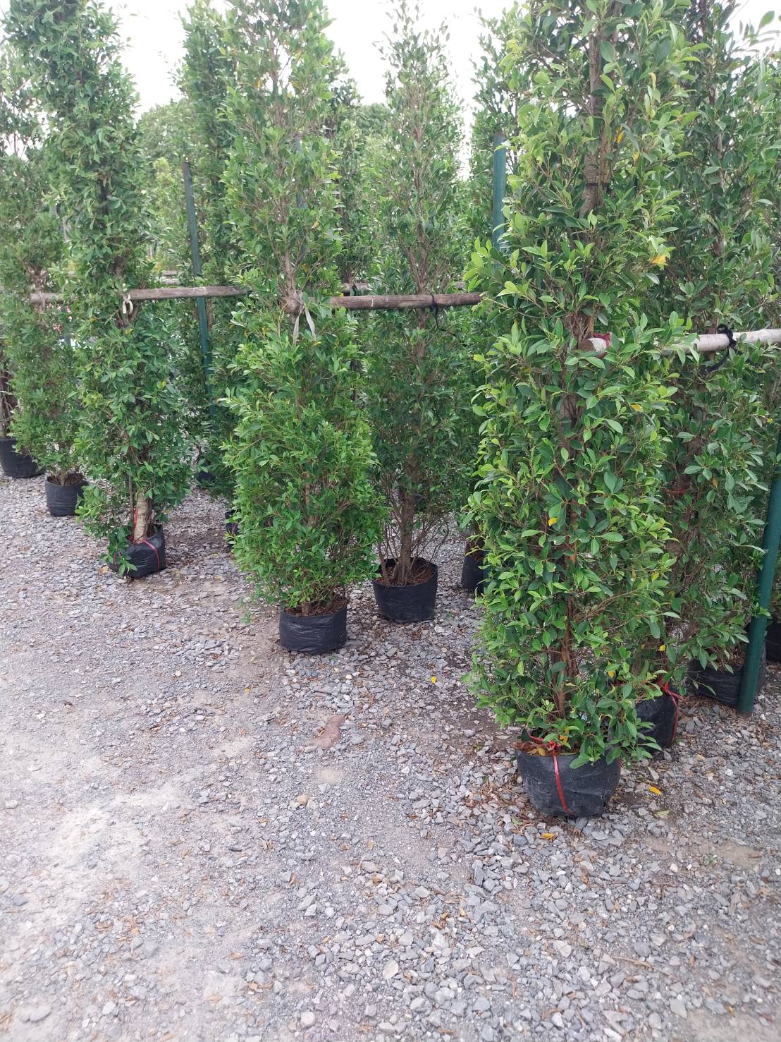 ไทรเกาหลี banyan tree