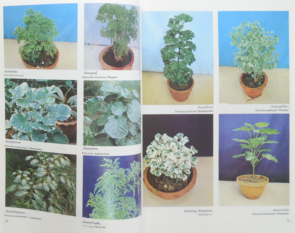 สารานุกรมไม้ประดับในประเทศไทย
