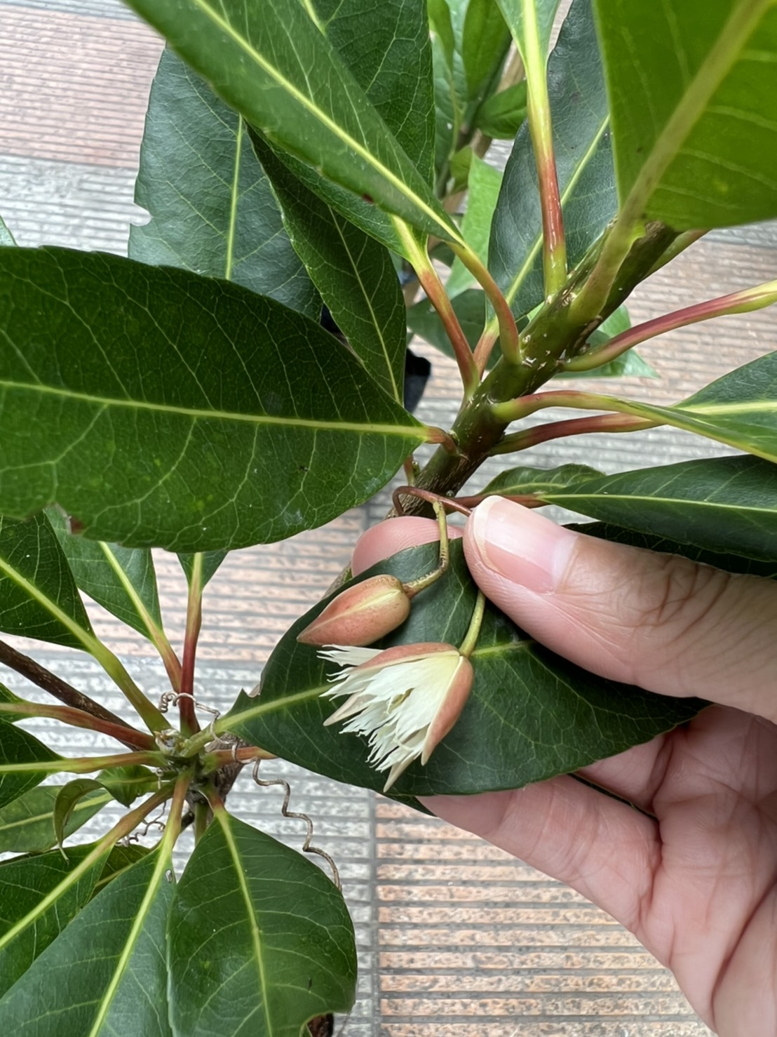 กระดิ่งนางฟ้า หรือไคร้ย้อย Khrai yoi