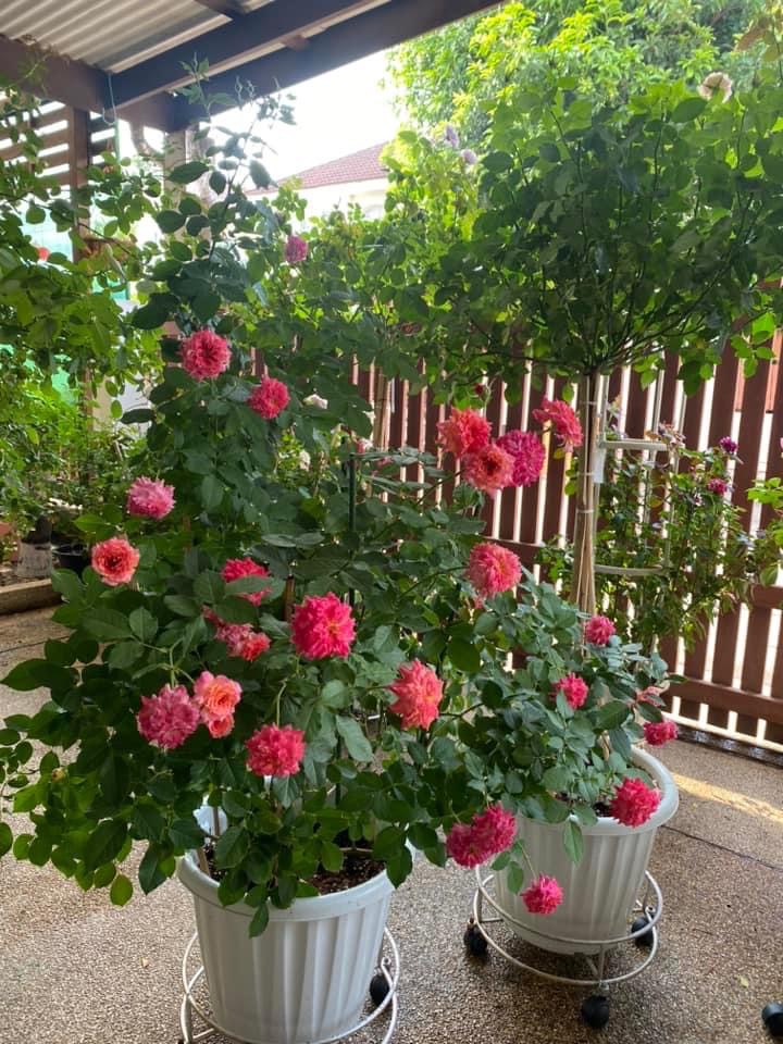 👍สบู่กำมะถัน 280/400ml กำจัดไรแดง ราแป้ง เพลี้ย แบคทีเรีย ดอกสีสดใบสวยหนาเขียว ขวดบีบ/ขวดปั๊ม ใช้ง่าย