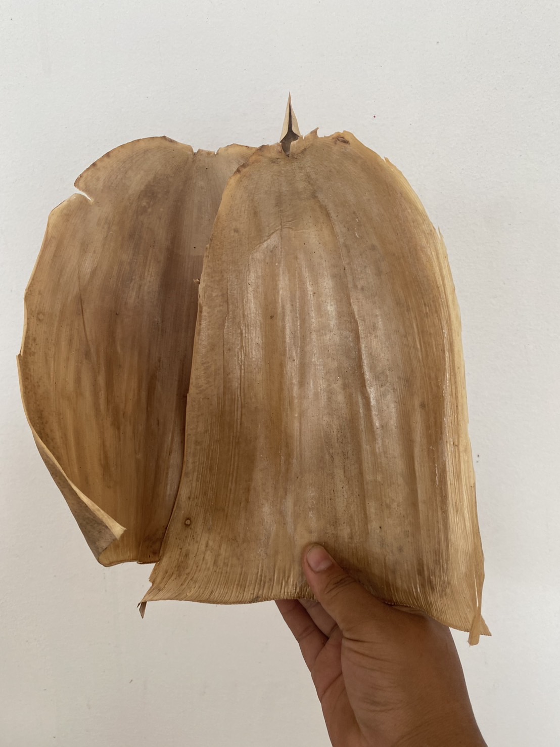 กาบใบไผ่แห้ง กาบไผ่ทำภาชนะ bamboo