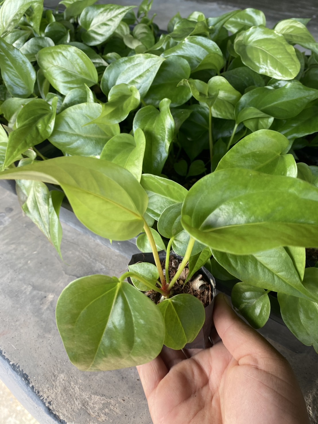 ต้นพลูทอง Golden Pothos