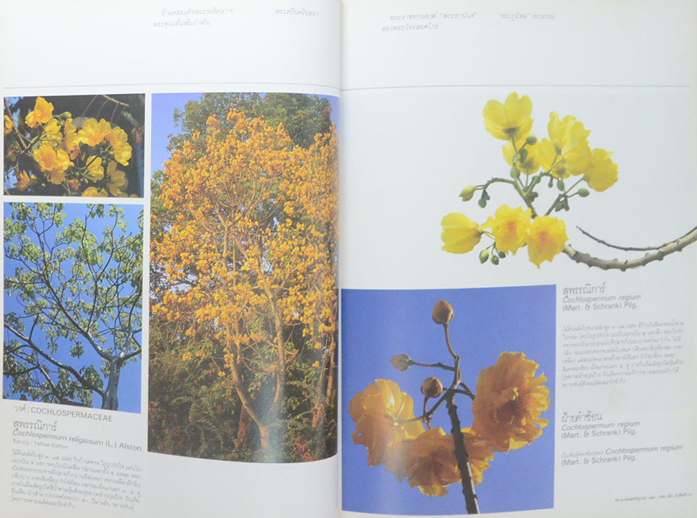 พรรณไม้ในสวนหลวง ร.9