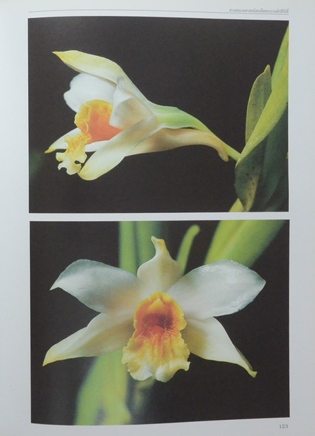 สวนพฤกษศาสตร์สมเด็จพระนางเจ้าสิริกิติ์ เล่ม 6 กล้วยไม้ไทย (ขายตามสภาพ)