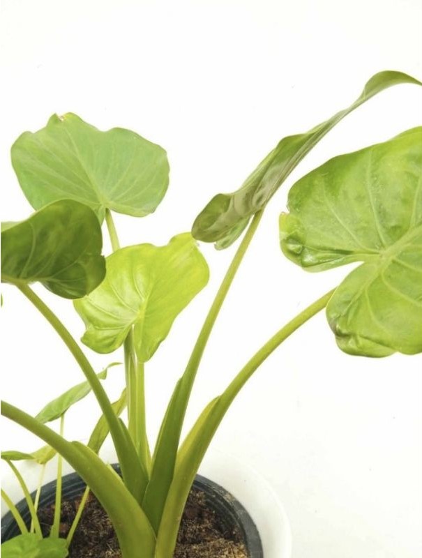 ต้นนางกวัก Chinese taro, Hooded Dwarf Elephant Ear, Buddha's Hand