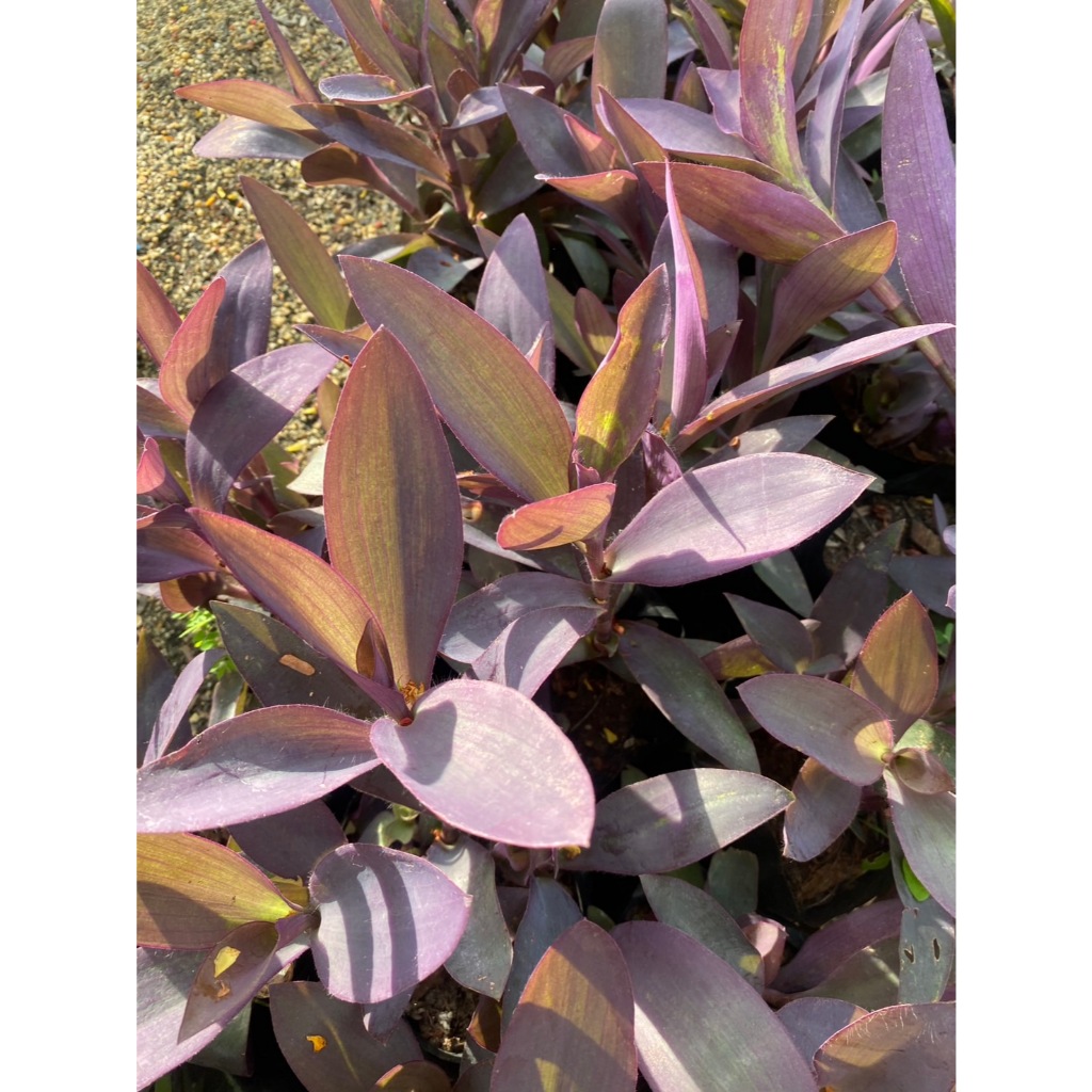 กิ่งต้นหัวใจสีม่วง หรือหัวใจราหู Purple Hear