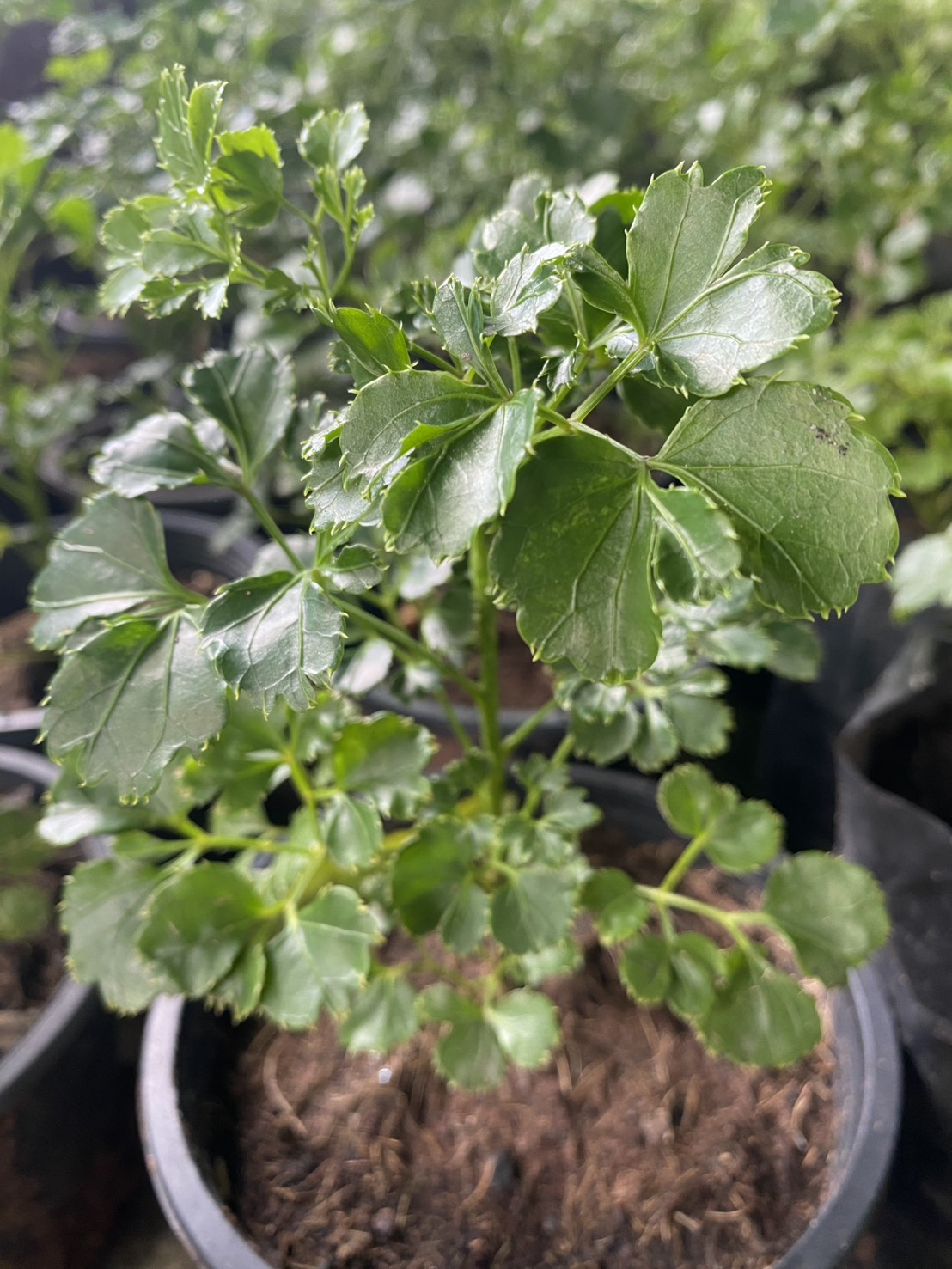 ต้นเล็บครุฑใบผักชี Celere leaved panax