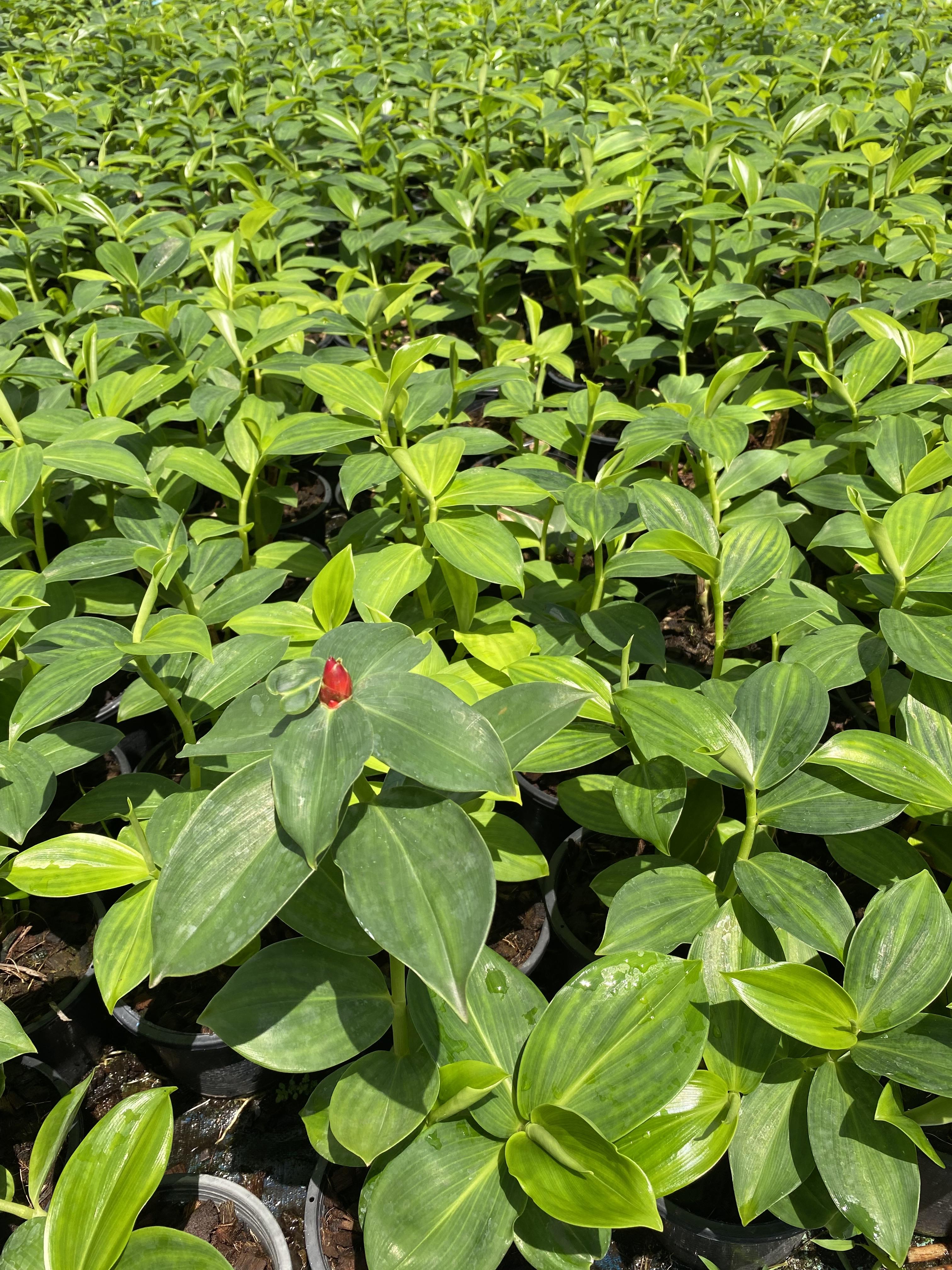 เอื้องหมายนา Crepe-ginger