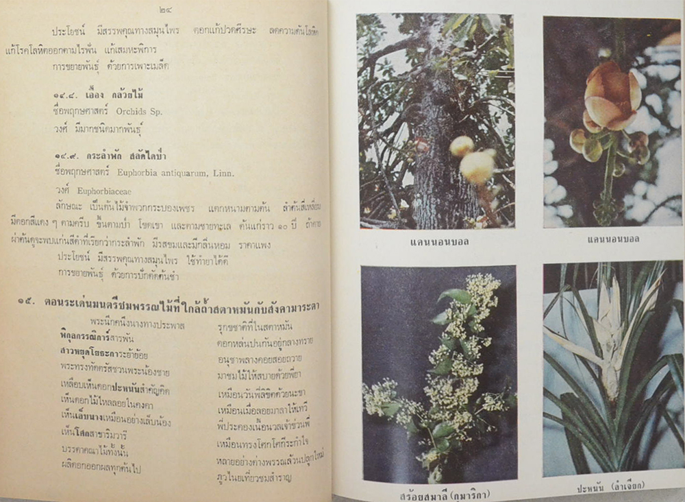 นางฤทธิรณไชย (ต้นไม้ในวรรณคดี)