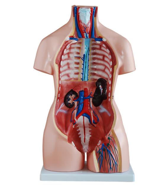 หุ่นจำลองแสดงอวัยวะภายในมนุษย์ สูง 85 ซม. ถอดประกอบได้ 39 ชิ้น