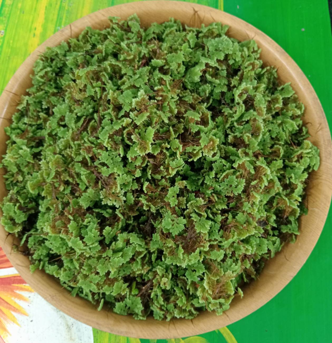 แหนแดง water fern พันธุ์ไมโครฟิลล่า