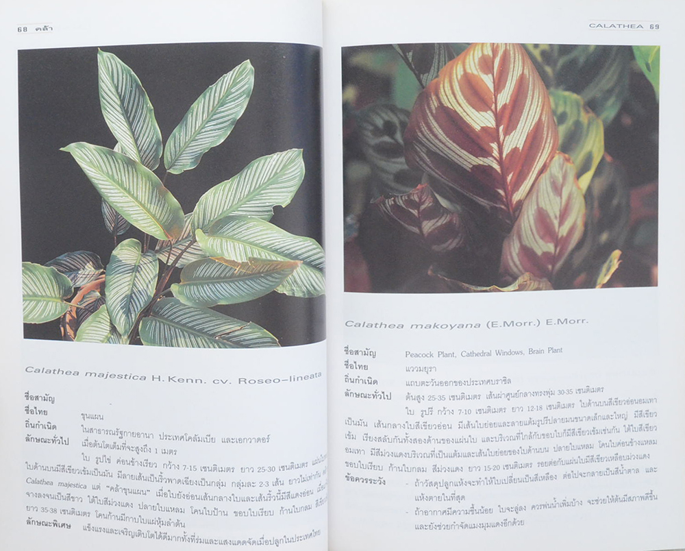 คล้า: ไม้ใบไม้ประดับ