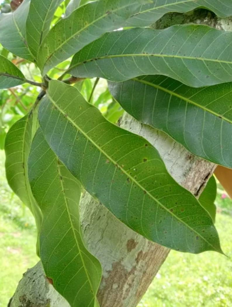 ใบมะม่วงสด เก็บใบสด mango leave