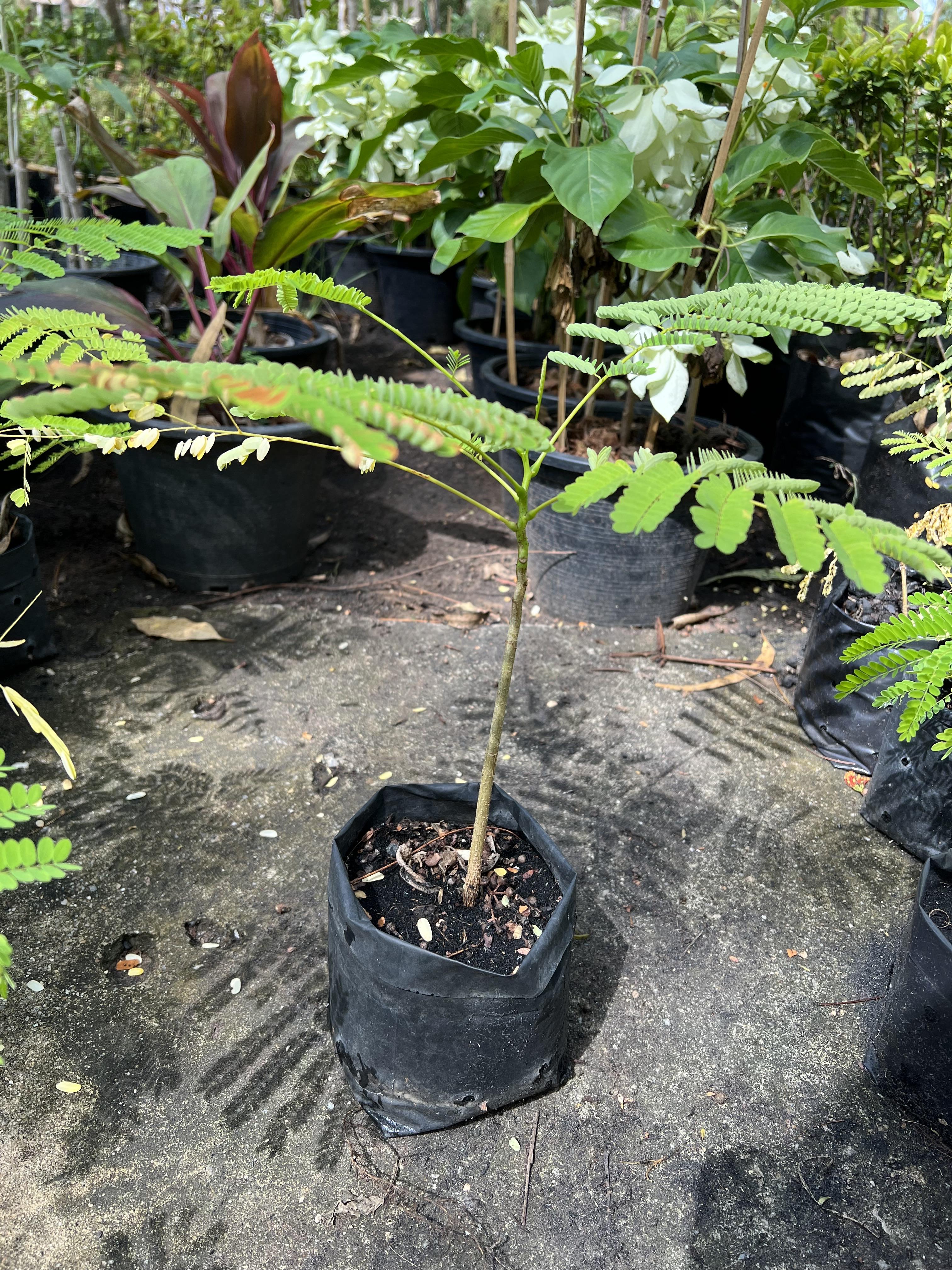 ต้นหางนกยูง peacock tree ไม้ยืนต้น