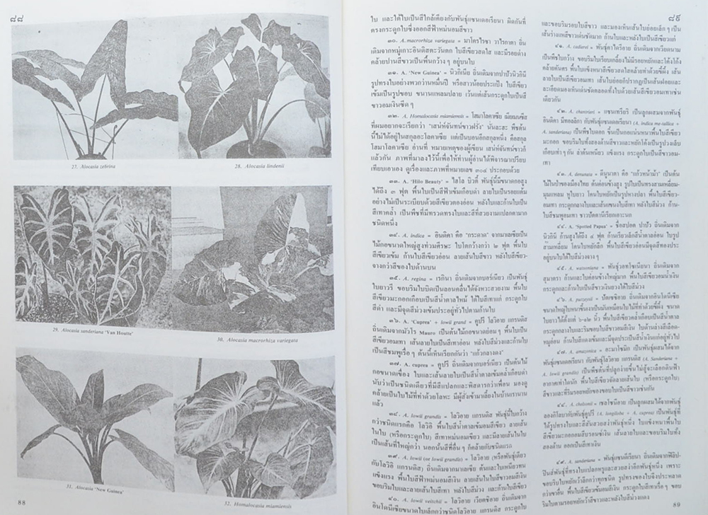 ไม้ประดับสวนหลวงและประวัติการจัดสวนเมืองไทย