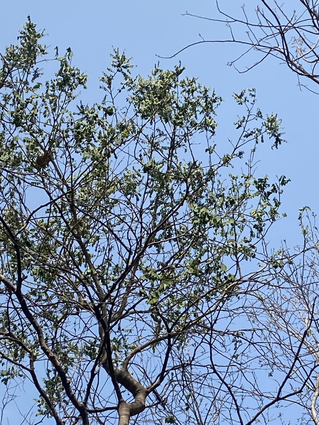 ต้นสาธร Millettia leucantha Kurz