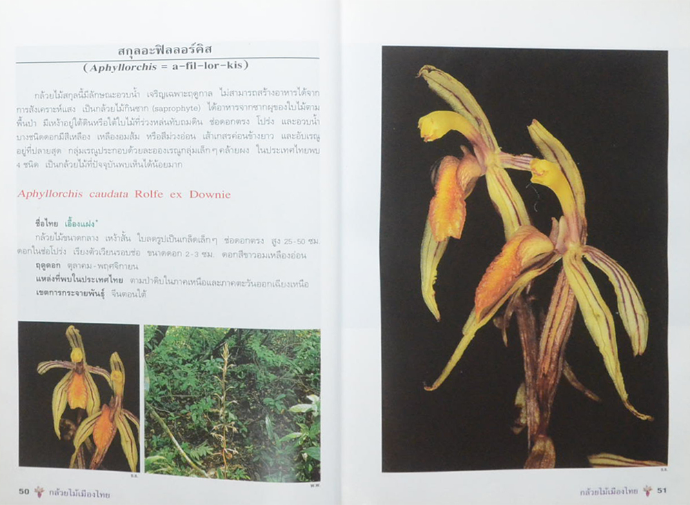 กล้วยไม้เมืองไทย (ขายตามสภาพ)