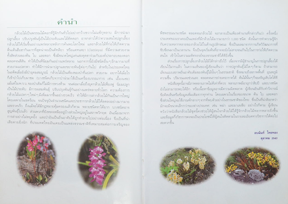 กล้วยไม้เมืองไทย (ขายตามสภาพ)