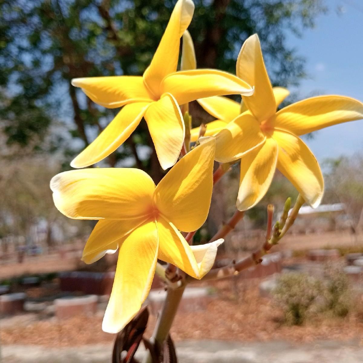 กิ่ง ลีลาวดี Plumeria