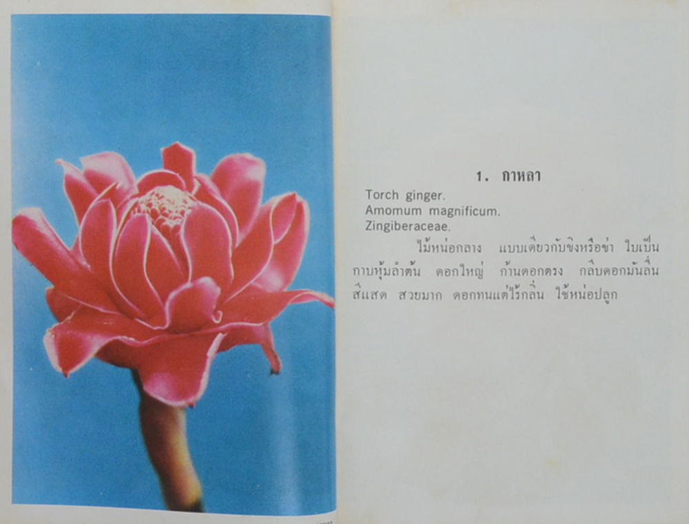 FLOWER NATURE SERIES No. 02