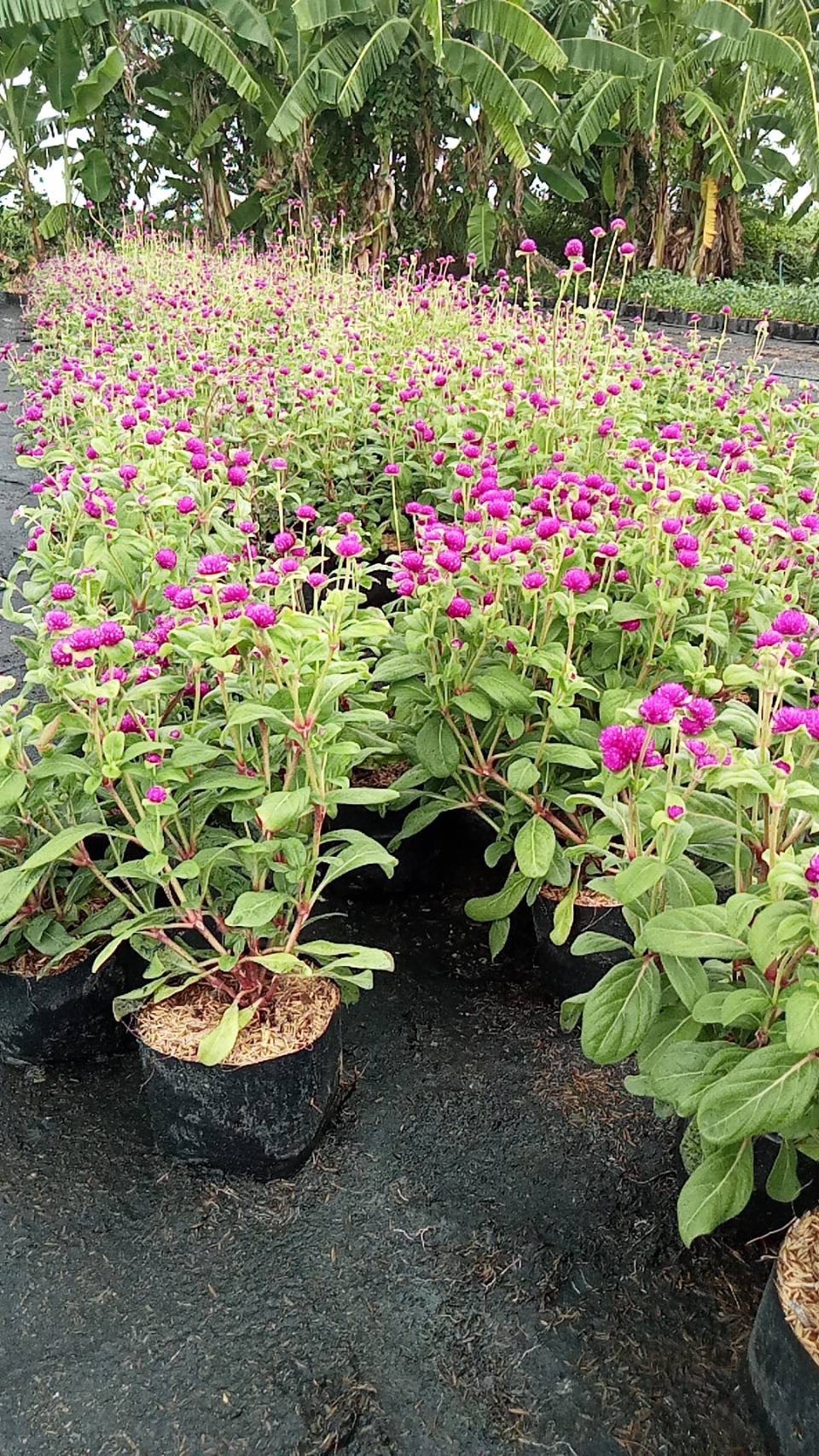 บานไม่รู้โรย Globe amaranth