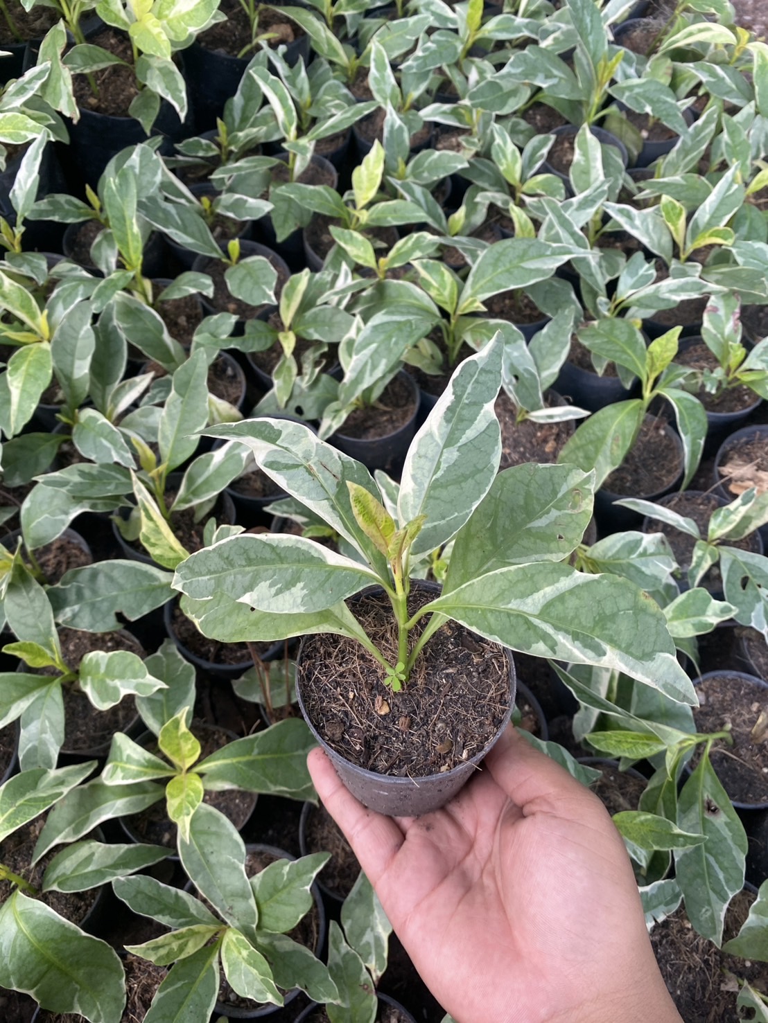 ต้นทองดอกบวบ Caricature Plant