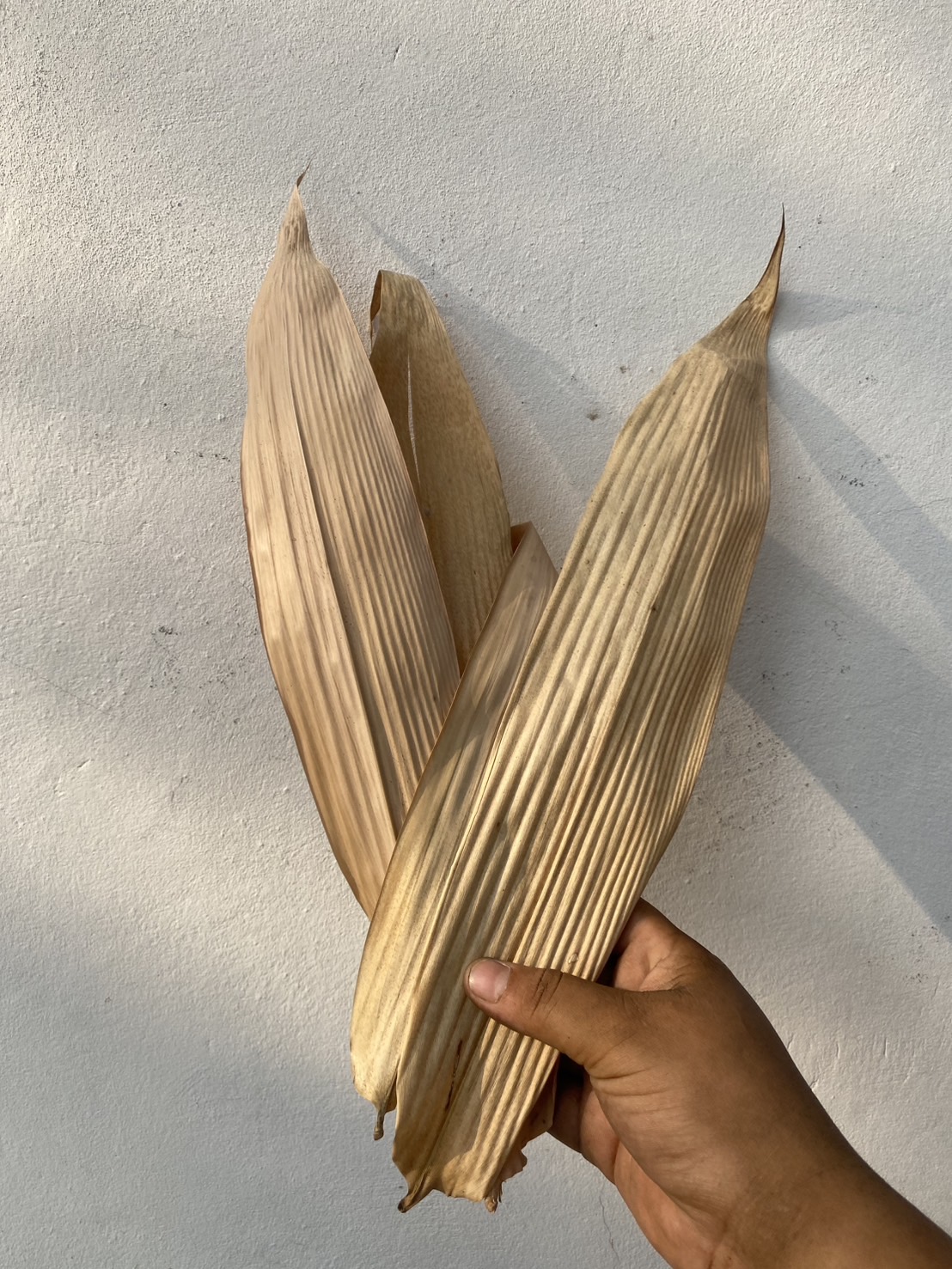 ใบไผ่ตากแห้ง ใบใหญ่ Bamboo