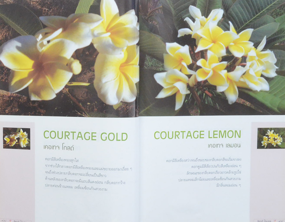 ลีลาวดี ไม้มงคล: ตำนานไม้ดอกที่เคยถูกลืม (ขายตามสภาพ)