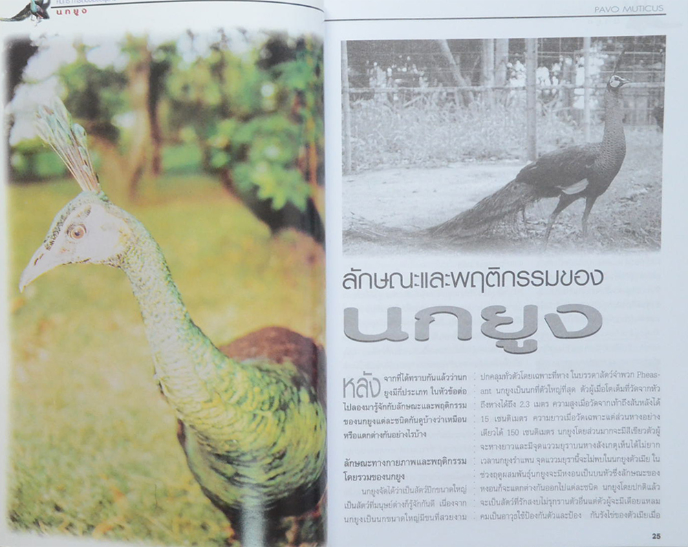 นกยูง (ขายตามสภาพ)